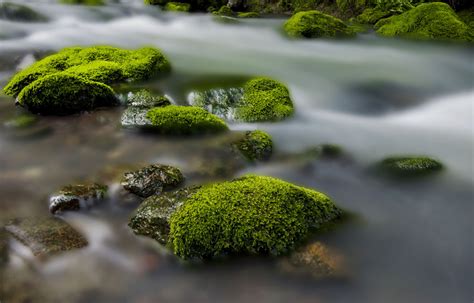 青苔水